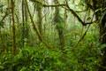 Santa Elena Cloud Forest Reserve, Costa Rica
