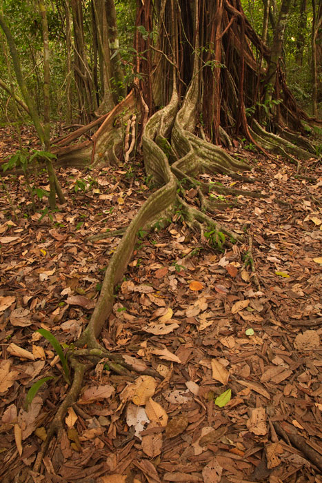 Parque Nacional de Corcovado, Costa Rica